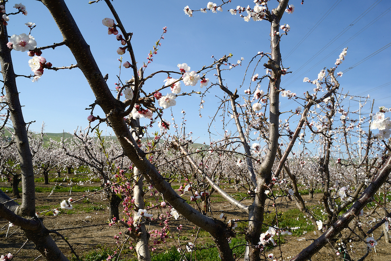 Apricot blossom 2